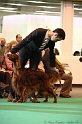 Crufts2011_2 144